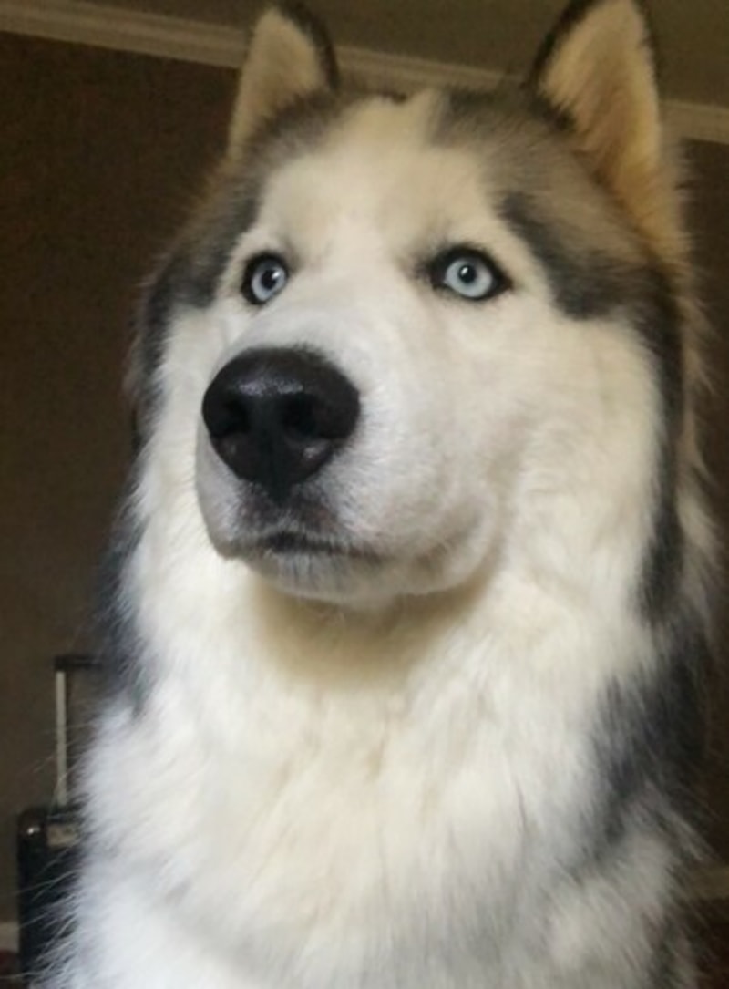 Kovu Young